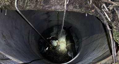 İtfaiye ekipleri buzağıyı düştüğü kuyudan çıkardı