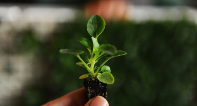 Karşıyaka Belediyesi’nin serasında binlerce çiçek yetişiyor 