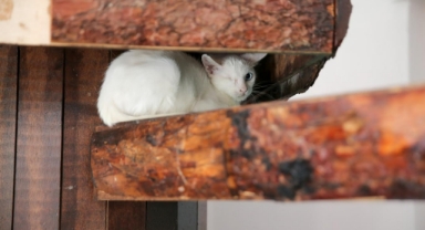 Konak’ın engelleri aşan Kedi Evi’nden sahiplenme çağrısı