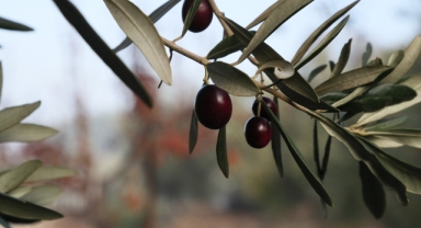 Urla'da zeytin ve sanat festivali!