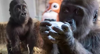 Kurtarılan yavru gorilin ismi belli oldu!