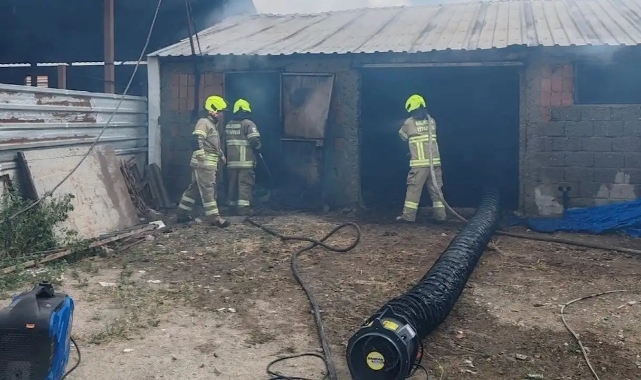 Uşak'ta yangın: 54 kuzu telef oldu!