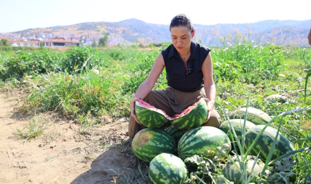 Karpuz Tarlasında Umut Filizlendi: Başkan Sengel'den Üreticiye Destek Eli