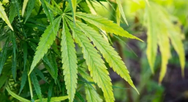 Sağlıkta yeni dönem: Tıbbi kenevir yasalaştı