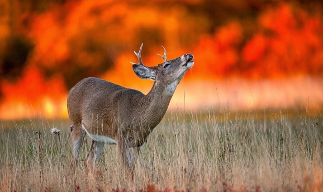 Bakan Yumaklı, ilk kez açıkladı: Yangın bölgeleri için yeni karar!