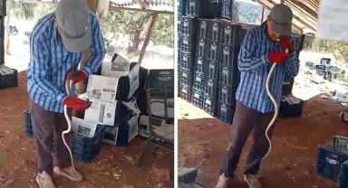 Çiftçi Gök, yılana önce su içirdi ardından öptü: O anlar kameraya yansıdı!