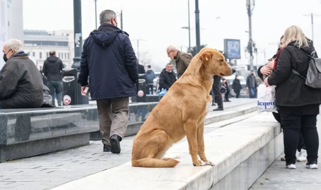Valilikten sokak hayvanları için acil çağrı!