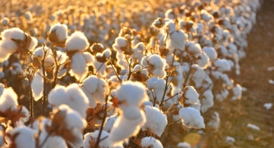 Pamukta kısır sezon, üretici buğdaya yöneldi!