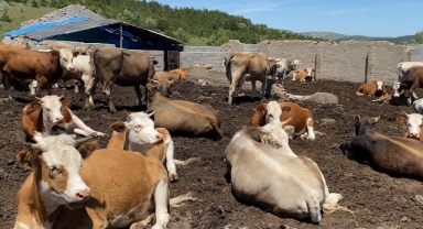 Veteriner Hekim Karakülçe'den 'şap' uyarısı: Afet bölgesi ilan edilsin!