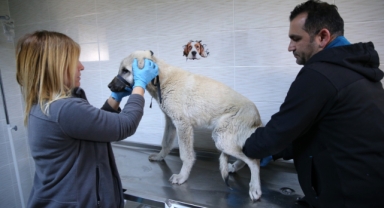 1 yılda 40 bin can dosta şefkat eli uzandı