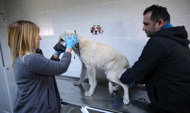 1 yılda 40 bin can dosta şefkat eli uzandı