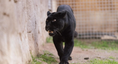 İzmir Doğal Yaşam Parkı’na siyah jaguar ve boz ayı geldi