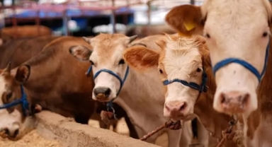 Şap tehlikesi sürüyor: Ege'nin 11 köyü karantinaya alındı!