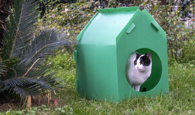 Başkan Tugay söz verdi, kediler sıcak yuvalarına kavuştu