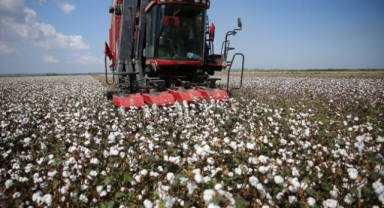 Yağışlar, Ege Bölgesi Pamuk Rekoltesini olumsuz etkiledi!