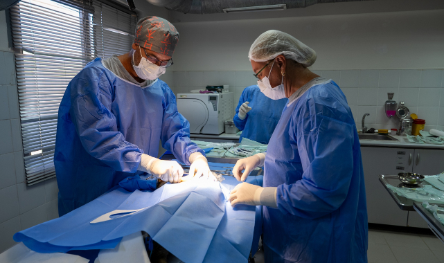 Ağır yaralı bulundu, sağlıklı şekilde doğaya salındı