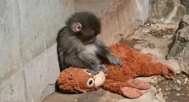 Yavru makak Punch'ın hikayesini tüm dünya takip ediyor