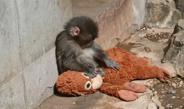 Yavru makak Punch'ın hikayesini tüm dünya takip ediyor