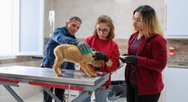 Can dostlar için Menemen'de rekor tedavi sayısına ulaşıldı