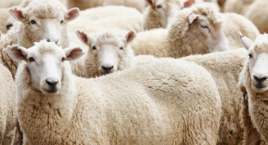 Kurban vekalet ücretleri açıklandı!