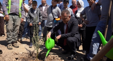Taşınan her zeytin ağacı için yeni bir fidan: Milas’ta 4 bin fidan toprakla buluştu