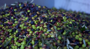  Zeytin ve zeytinyağı ihracatçıları finansmana erişimde kolaylık istiyor