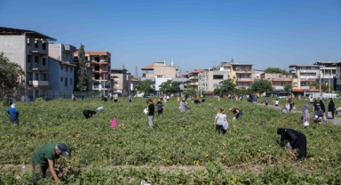 Doğanlar Kent Bostanı’nda hasat heyecanı