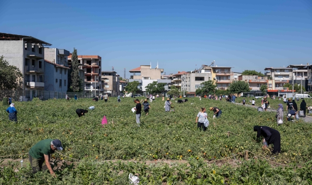 Doğanlar Kent Bostanı’nda hasat heyecanı