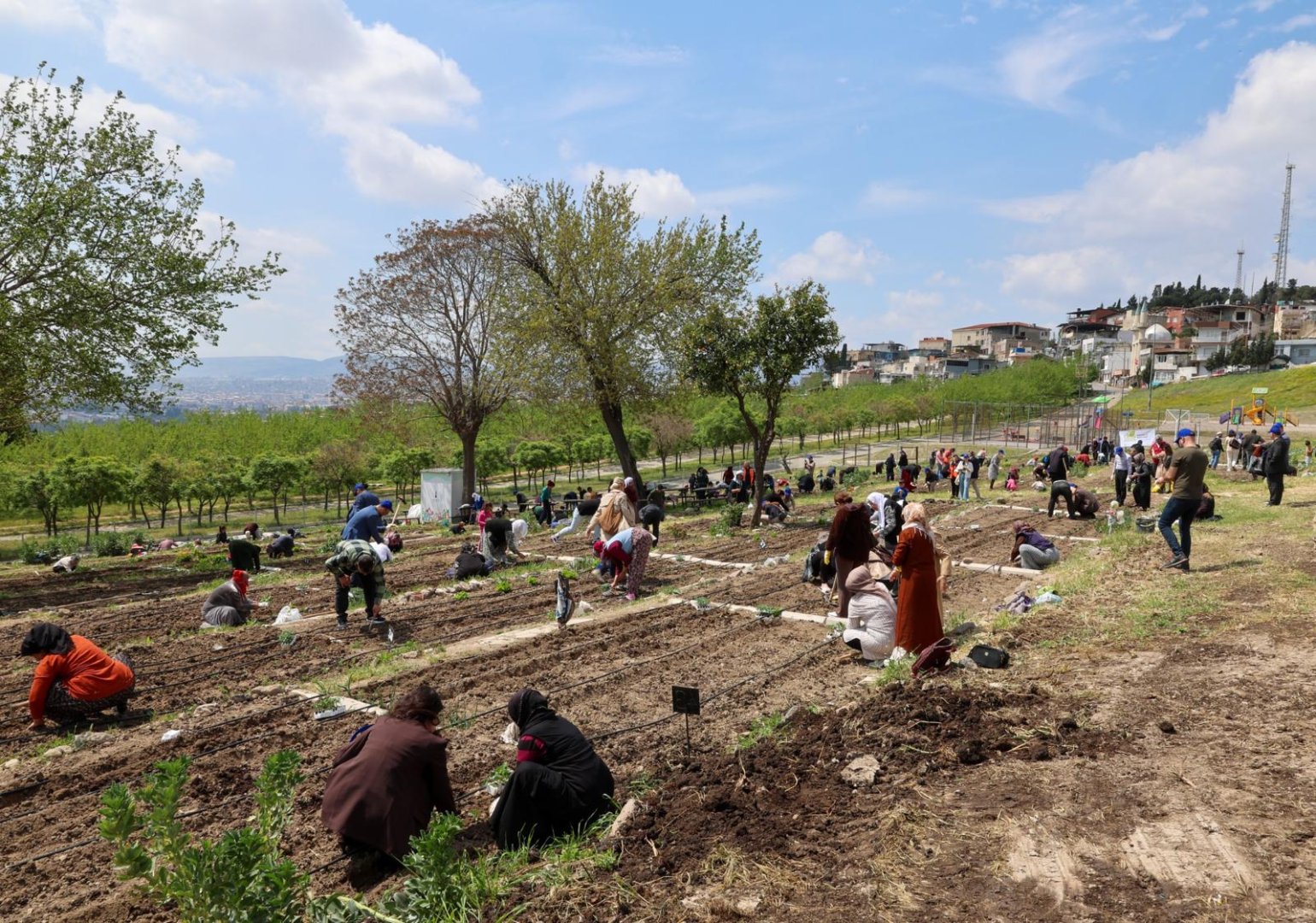 Mahalle Bostanları’nda yaz hasadı sürüyor